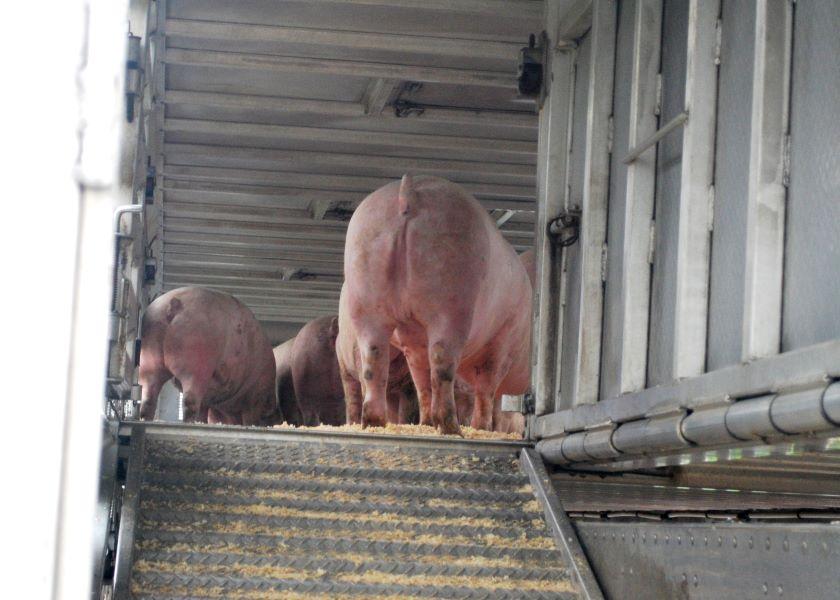 Cash Feeder Pig Prices Average 53.49, Up 4.04 Last Week Pork Business
